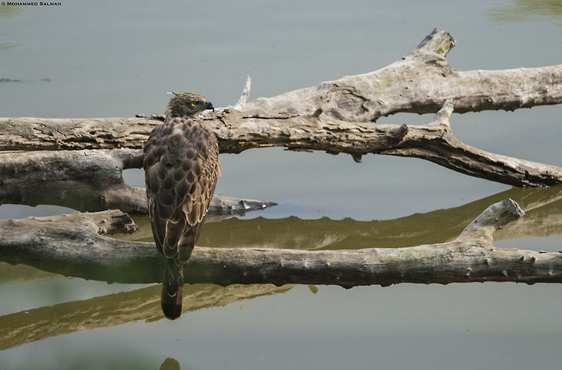 Crested hawk eagle || BRT || July 2018<br />
<a href="https://www.facebook.com/MohammedSalmanPics/" rel="nofollow">https://www.facebook.com/MohammedSalmanPics/</a> Changable hawk eagle,Nisaetus cirrhatus