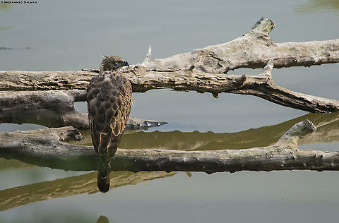 Crested hawk eagle || BRT || July 2018
https://www.facebook.com/MohammedSalmanPics/ Changable hawk eagle,Nisaetus cirrhatus