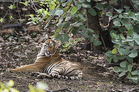 When you look like that || Ranthambhore || June 2019
https://www.facebook.com/MohammedSalmanPics/ Bengal tiger,Panthera tigris tigris
