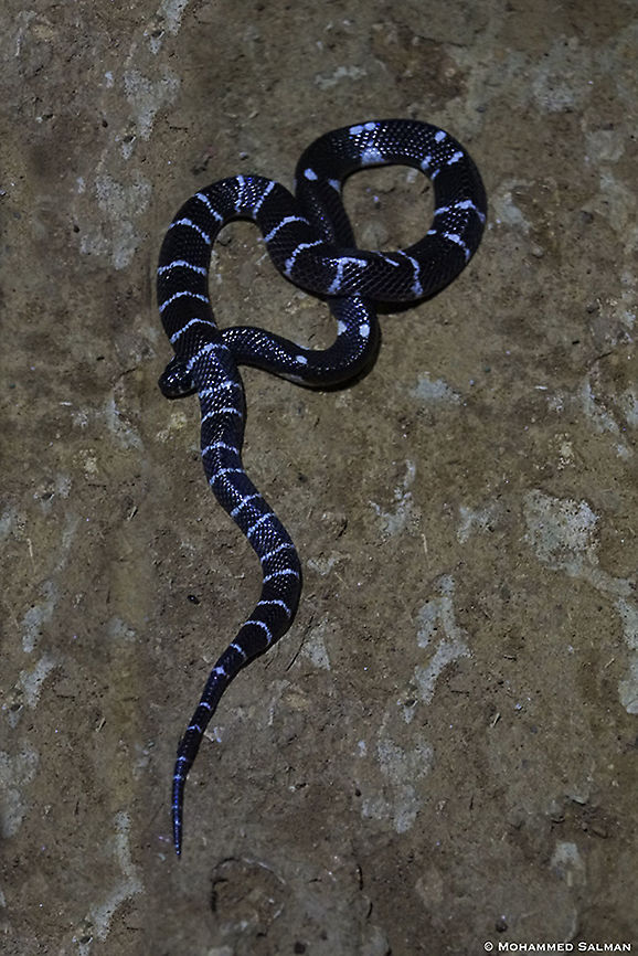 Common krait || Agumbe || June 2019<br />
<a href="https://www.facebook.com/MohammedSalmanPics/" rel="nofollow">https://www.facebook.com/MohammedSalmanPics/</a> Bungarus caeruleus,Common krait