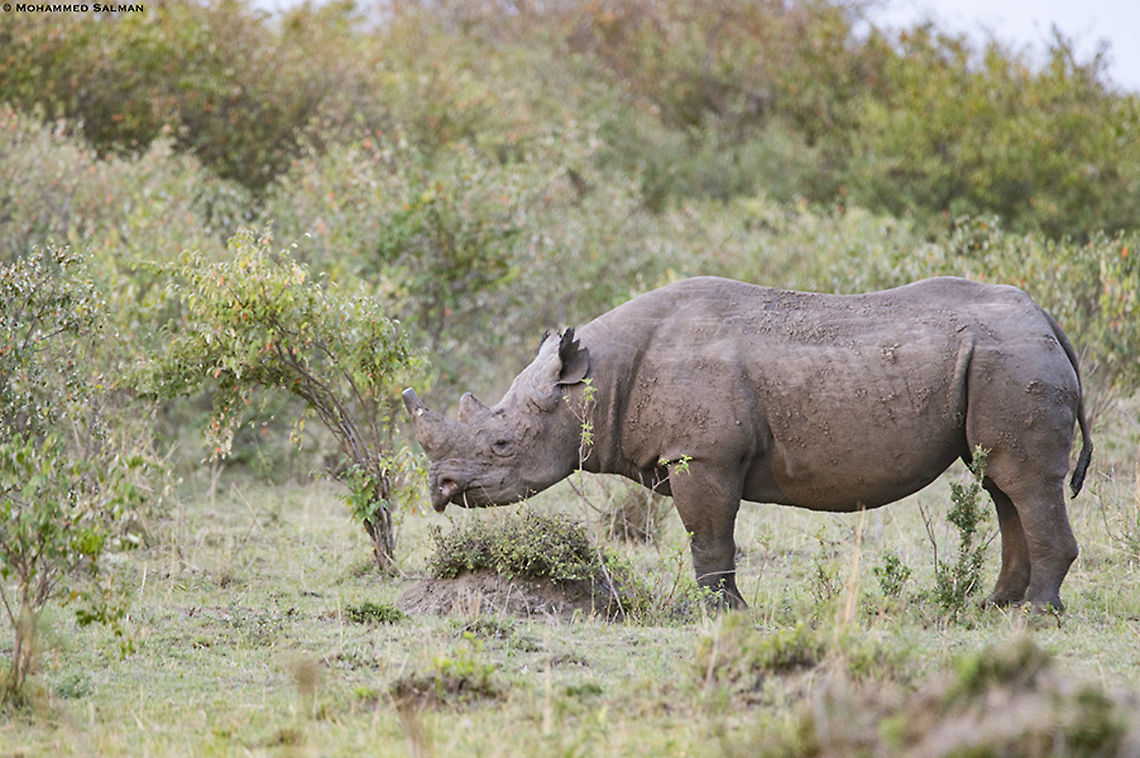 Black Rhino || Maasai Mara || Aug 2017<br />
<a href="https://www.facebook.com/MohammedSalmanPics/" rel="nofollow">https://www.facebook.com/MohammedSalmanPics/</a> Black rhinoceros,Diceros bicornis