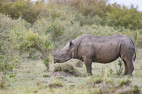 Black Rhino || Maasai Mara || Aug 2017
https://www.facebook.com/MohammedSalmanPics/ Black rhinoceros,Diceros bicornis