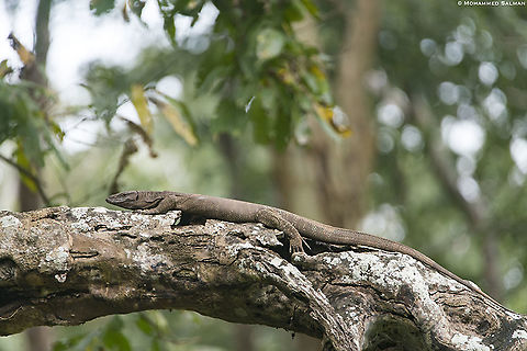 Monitor lizard || Nagarhole || Dec 2019
https://www.facebook.com/MohammedSalmanPics/ Bengal monitor (Indian monitor),Varanus bengalensis