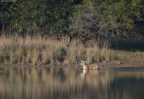 Tiger habitat || Tadoba || Jan 2020
https://www.facebook.com/MohammedSalmanPics/ Bengal tiger,Panthera tigris tigris