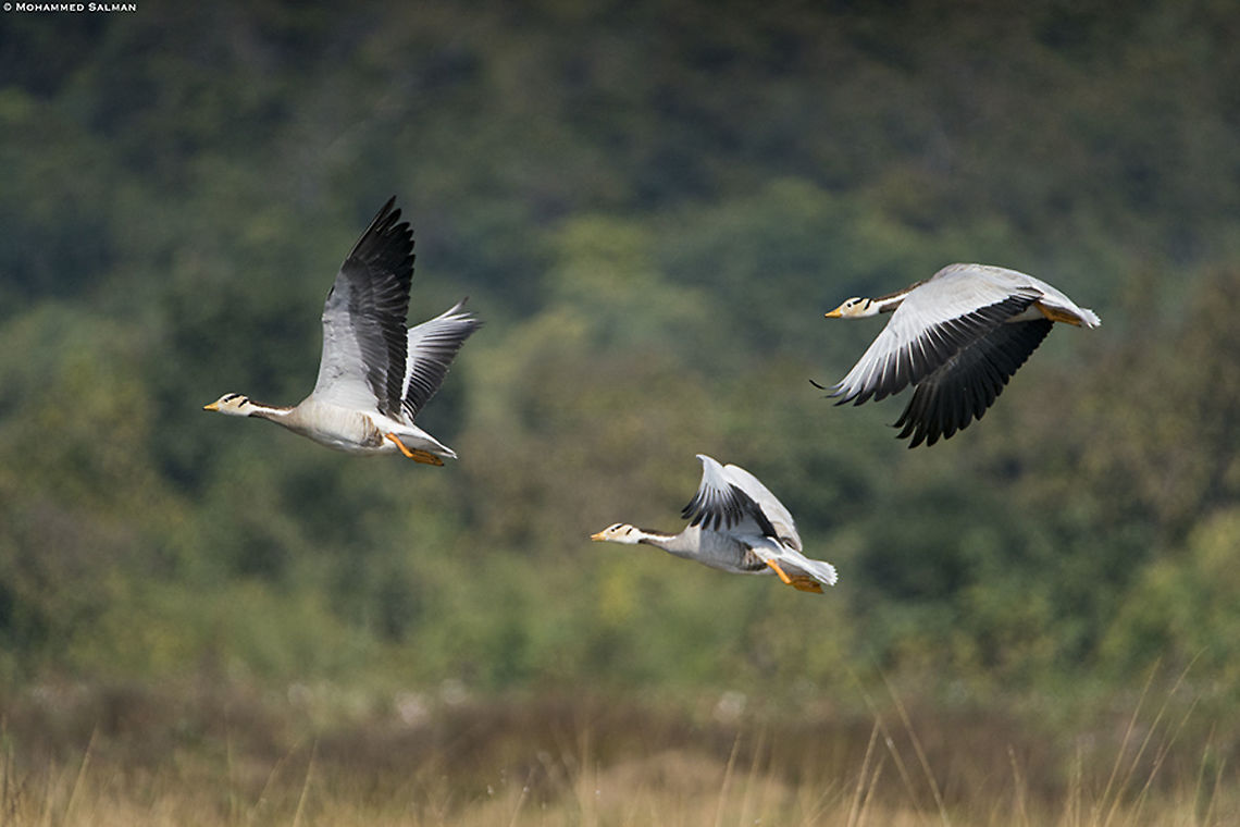 Bar-headed geese in flight || Tadoba || Jan 2020<br />
<a href="https://www.facebook.com/MohammedSalmanPics/" rel="nofollow">https://www.facebook.com/MohammedSalmanPics/</a> Anser indicus,Bar-headed Goose