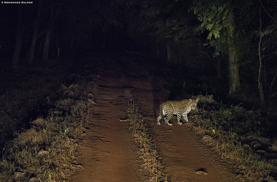 Leopard in the darkness || Tadoba || Jan 2020<br />
<a href="https://www.facebook.com/pg/MohammedSalmanPics/" rel="nofollow">https://www.facebook.com/pg/MohammedSalmanPics/</a> Leopard,Panthera pardus