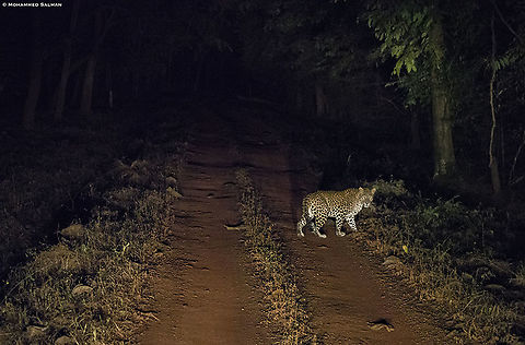 Leopard in the darkness || Tadoba || Jan 2020
https://www.facebook.com/pg/MohammedSalmanPics/ Leopard,Panthera pardus