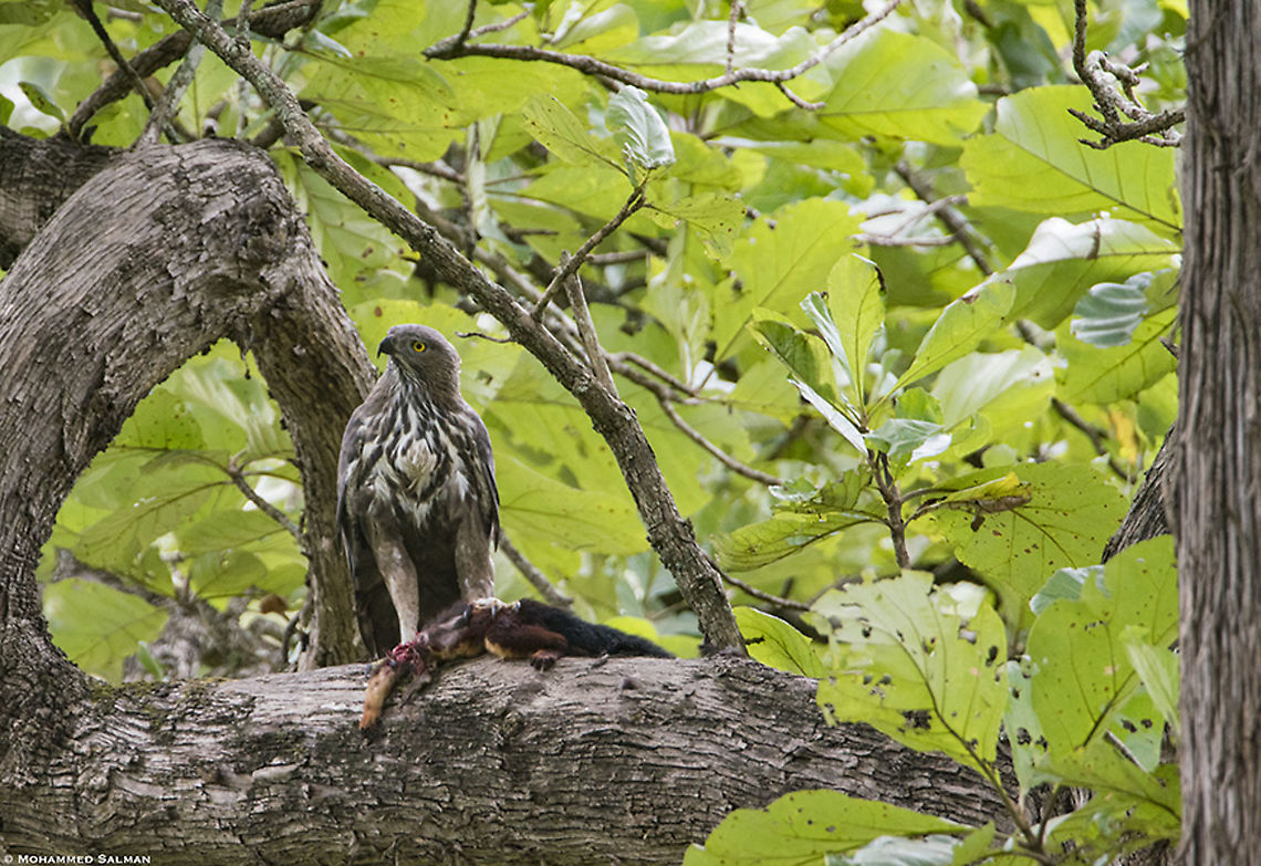 Crested hawk-eagle with Malabar giant squirrel kill || Kabini || Sept 2018<br />
<a href="https://www.facebook.com/MohammedSalmanPics/" rel="nofollow">https://www.facebook.com/MohammedSalmanPics/</a> Changable hawk eagle,Nisaetus cirrhatus