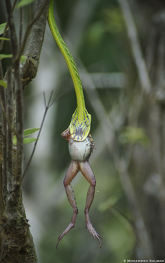 The hangman's noose || Agumbe || June 2019<br />
<a href="https://www.facebook.com/MohammedSalmanPics/" rel="nofollow">https://www.facebook.com/MohammedSalmanPics/</a> Ahaetulla nasuta,Green vine snake