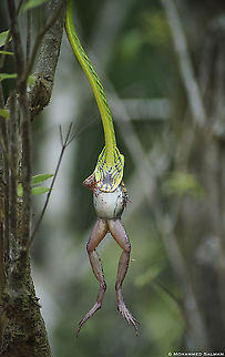The hangman's noose || Agumbe || June 2019
https://www.facebook.com/MohammedSalmanPics/ Ahaetulla nasuta,Green vine snake