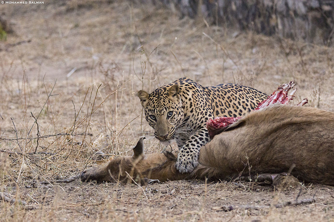 Leopard with nilgai kill || Jhalana || Dec 2016<br />
<a href="https://www.facebook.com/MohammedSalmanPics/" rel="nofollow">https://www.facebook.com/MohammedSalmanPics/</a> Leopard,Panthera pardus