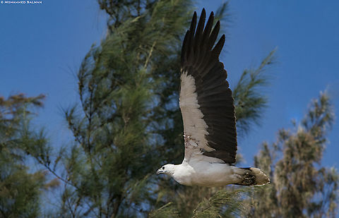 White bellied sea eagle in flight || Karwar || March 2019
https://www.facebook.com/MohammedSalmanPics/ Haliaeetus leucogaster,White-bellied Sea Eagle
