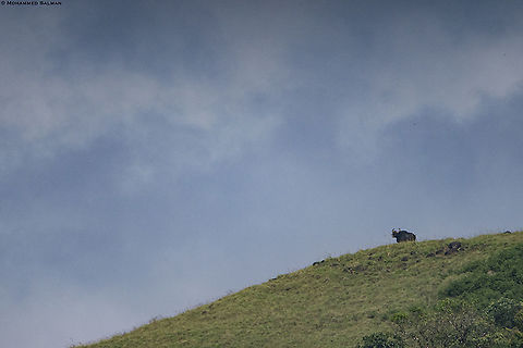 Gaur landscape || Wayanad || Dec 2019
https://www.facebook.com/MohammedSalmanPics/ Bos gaurus,Gaur
