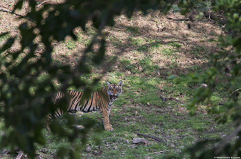 Scorning tiger cub || Ranthambhore || June 2019
https://www.facebook.com/MohammedSalmanPics/ Bengal tiger,Panthera tigris tigris