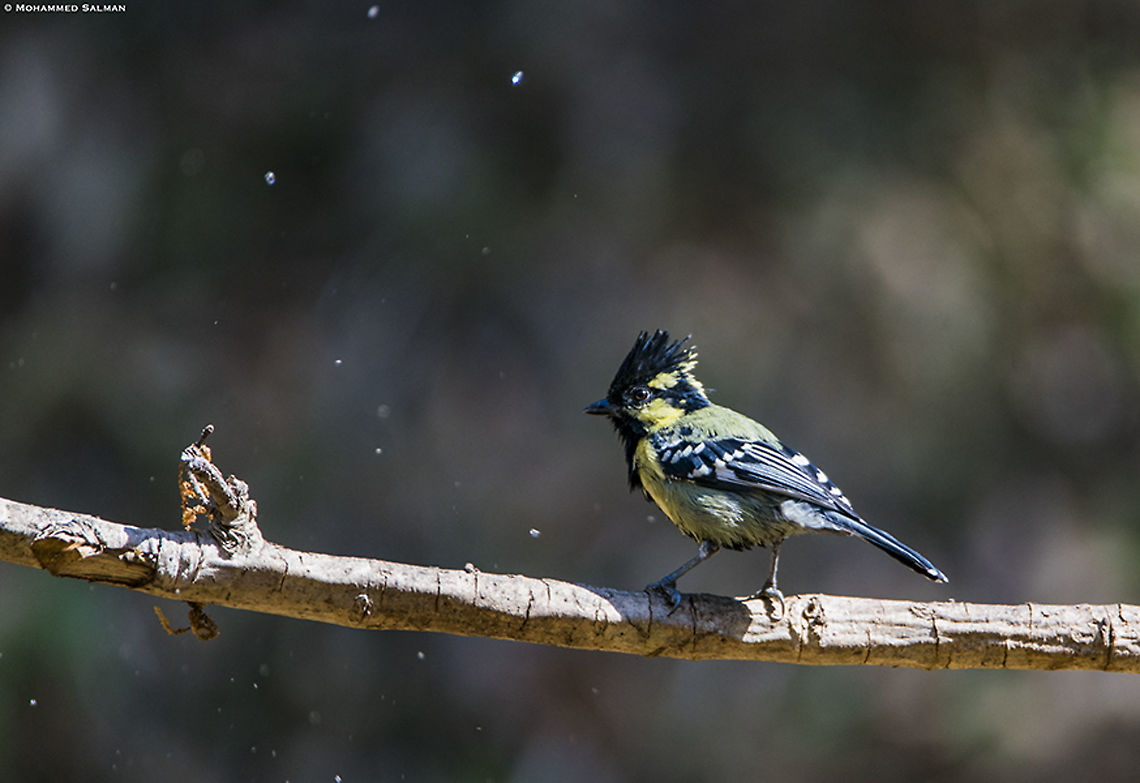 Black lored tit || Dandeli || March 2019<br />
<a href="https://www.facebook.com/MohammedSalmanPics/" rel="nofollow">https://www.facebook.com/MohammedSalmanPics/</a> Indian Black-lored Tit,Parus aplonotus