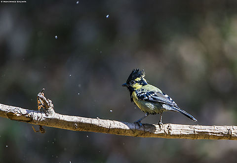Black lored tit || Dandeli || March 2019
https://www.facebook.com/MohammedSalmanPics/ Indian Black-lored Tit,Parus aplonotus