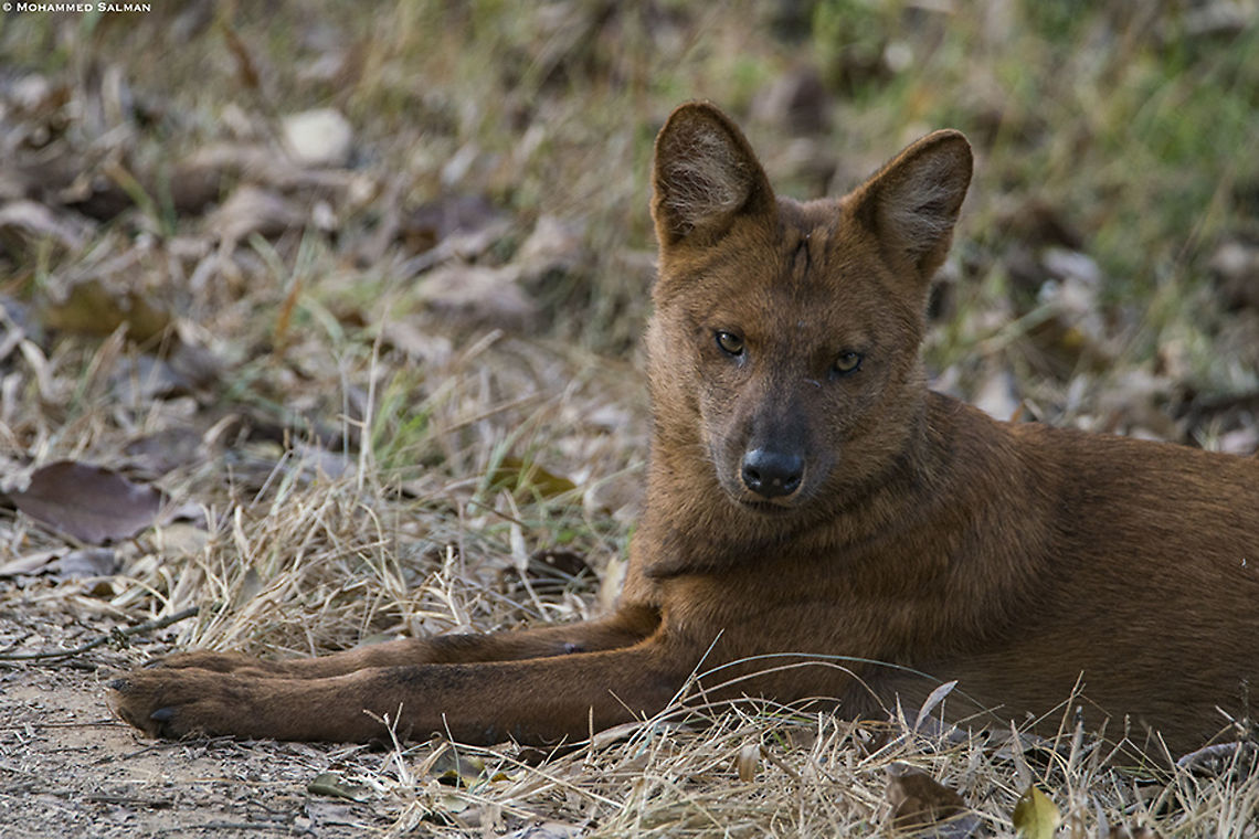 Indian wild dog || Nagarhole || Jan 2020<br />
<a href="https://www.facebook.com/MohammedSalmanPics/" rel="nofollow">https://www.facebook.com/MohammedSalmanPics/</a> Cuon alpinus,Dhole