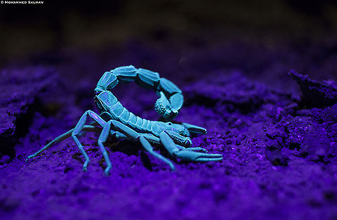 Fluoresce exhibited by the Black hairy thick-tailed scorpion under UV light || Namibia || Oct 2018
https://www.facebook.com/MohammedSalmanPics/ Parabuthus villosus,Scorpion under ultra Violet light,Ultra Violet Light
