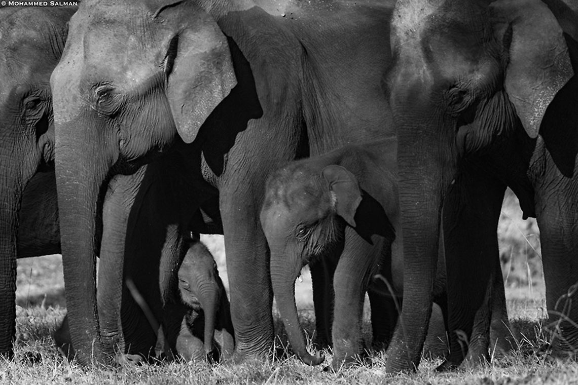 Elephants || Kabini || Jan 2020<br />
<a href="https://www.facebook.com/MohammedSalmanPics/" rel="nofollow">https://www.facebook.com/MohammedSalmanPics/</a> Asian elephant,Elephas maximus