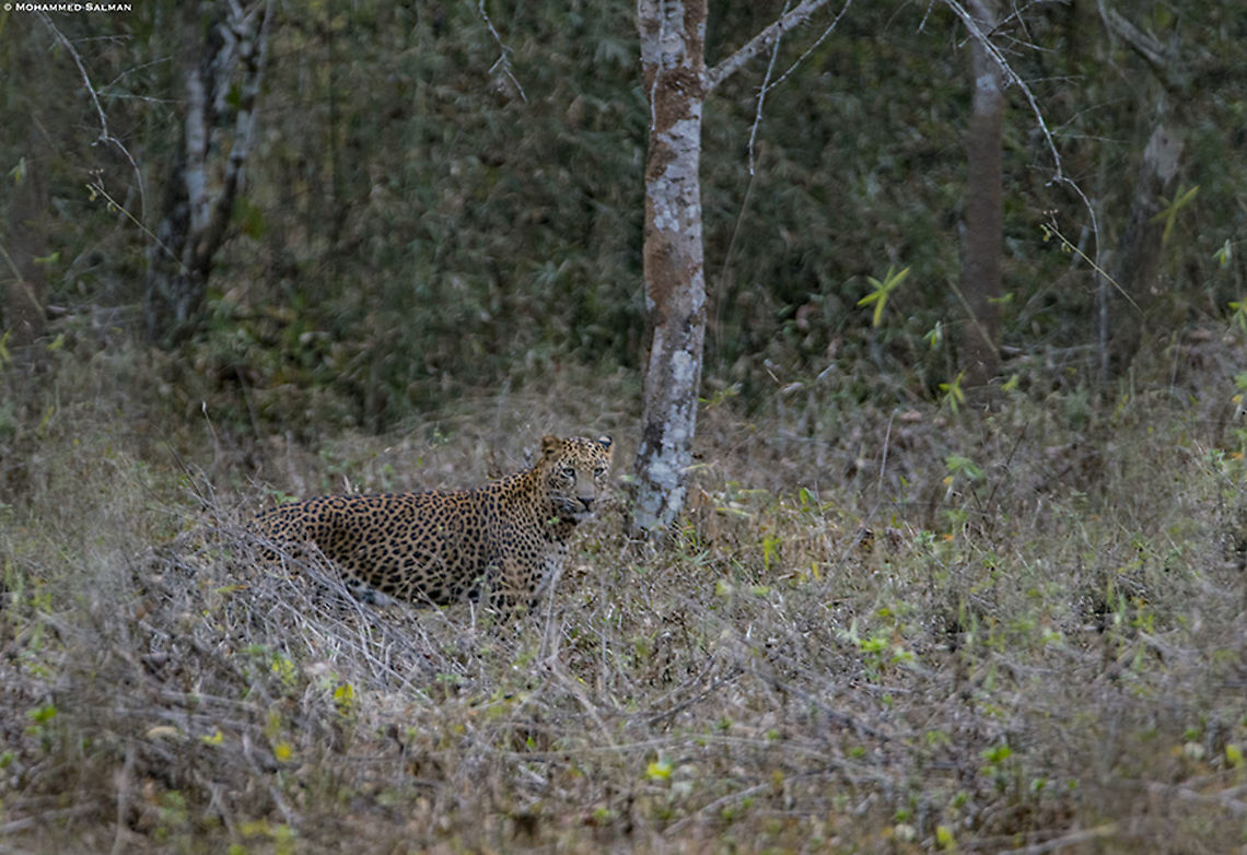 Leopard || Dandeli || March 2019<br />
<a href="https://www.facebook.com/MohammedSalmanPics/" rel="nofollow">https://www.facebook.com/MohammedSalmanPics/</a> Leopard,Panthera pardus
