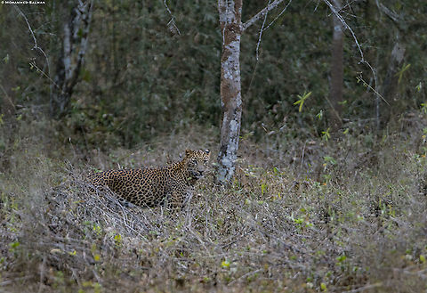 Leopard || Dandeli || March 2019
https://www.facebook.com/MohammedSalmanPics/ Leopard,Panthera pardus
