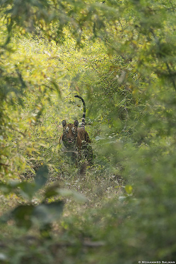 Tiger, in the woods || Tadoba || Jan 2020<br />
<a href="https://www.facebook.com/MohammedSalmanPics/" rel="nofollow">https://www.facebook.com/MohammedSalmanPics/</a> Bengal tiger,Panthera tigris tigris