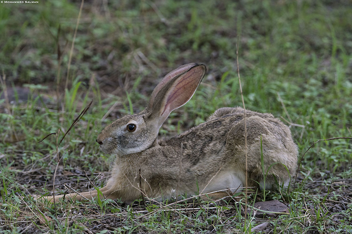 Black naped hare || Ranthambhore || June 2019<br />
<a href="https://www.facebook.com/MohammedSalmanPics/" rel="nofollow">https://www.facebook.com/MohammedSalmanPics/</a> Indian hare,Lepus nigricollis