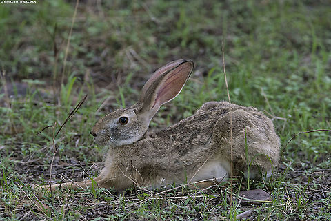 Black naped hare || Ranthambhore || June 2019
https://www.facebook.com/MohammedSalmanPics/ Indian hare,Lepus nigricollis