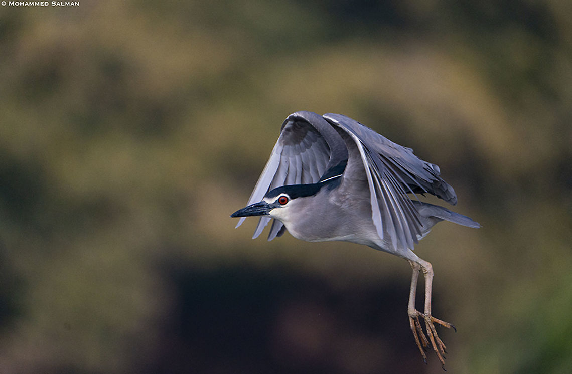 Take off, Black-crowned night heron || Ranganathittu || Feb 2020<br />
<a href="https://www.facebook.com/MohammedSalmanPics/" rel="nofollow">https://www.facebook.com/MohammedSalmanPics/</a> Black-crowned night heron,Nycticorax nycticorax