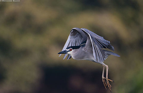 Take off, Black-crowned night heron || Ranganathittu || Feb 2020
https://www.facebook.com/MohammedSalmanPics/ Black-crowned night heron,Nycticorax nycticorax