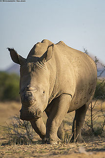 Southern white rhinoceros, head on || Namibia || Oct 2018
https://www.facebook.com/MohammedSalmanPics/ Ceratotherium simum simum,Southern white rhinoceros