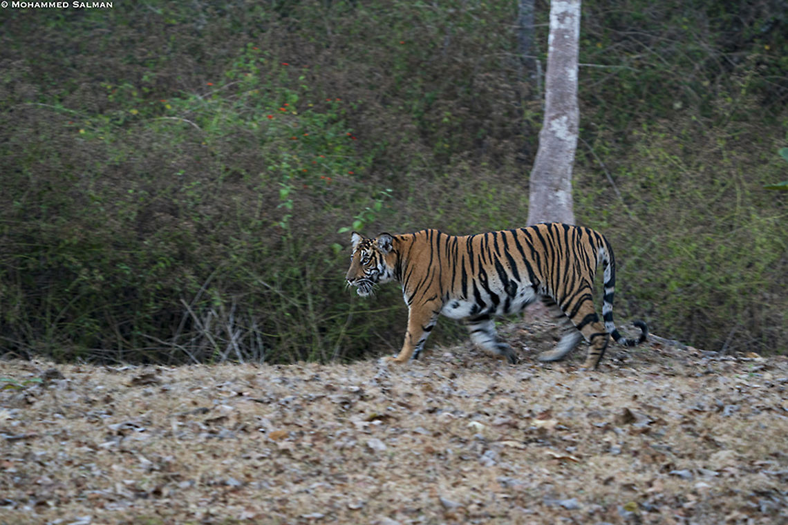 Tigress || Kabini || Feb 2020<br />
<a href="https://www.facebook.com/MohammedSalmanPics/" rel="nofollow">https://www.facebook.com/MohammedSalmanPics/</a> Bengal tiger,Panthera tigris tigris