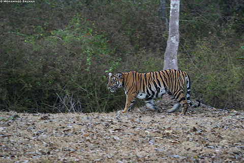 Tigress || Kabini || Feb 2020
https://www.facebook.com/MohammedSalmanPics/ Bengal tiger,Panthera tigris tigris