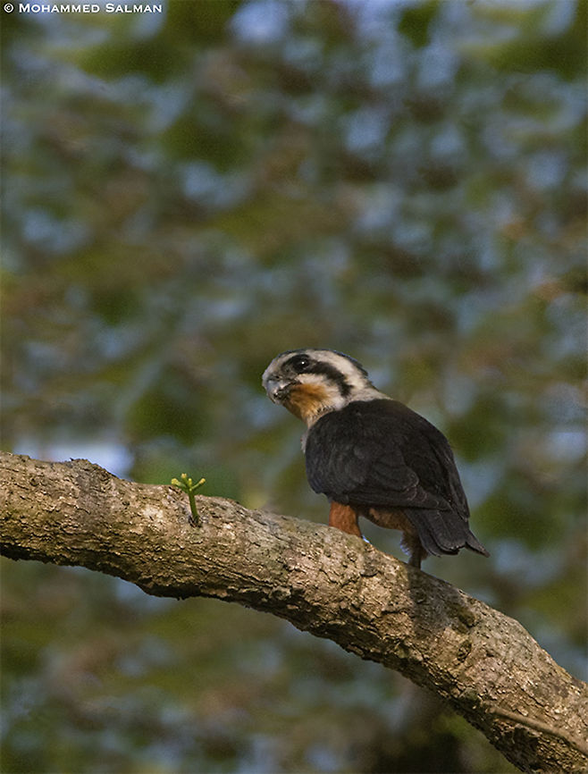Collared Falconet || Corbett || April 2019<br />
<a href="https://www.facebook.com/MohammedSalmanPics/" rel="nofollow">https://www.facebook.com/MohammedSalmanPics/</a> Collared falconet,Microhierax caerulescens