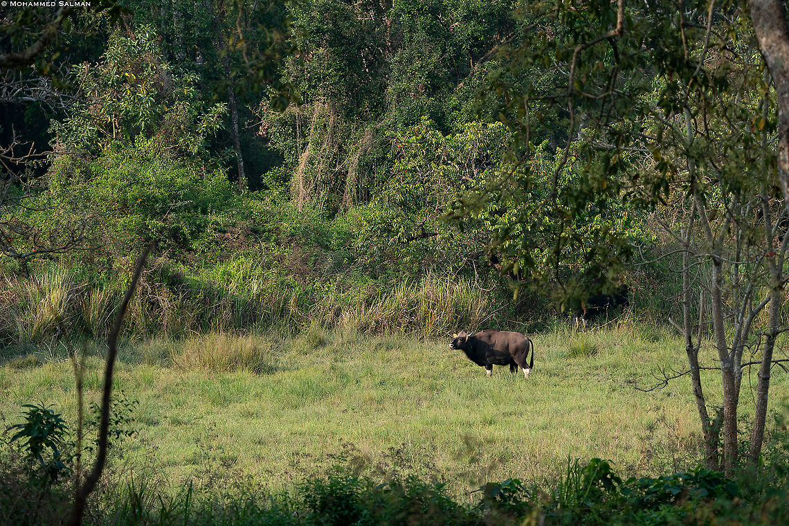 Gaur habitat || Nagarhole || Feb 2020<br />
<a href="https://www.facebook.com/MohammedSalmanPics/" rel="nofollow">https://www.facebook.com/MohammedSalmanPics/</a> Bos gaurus,Gaur