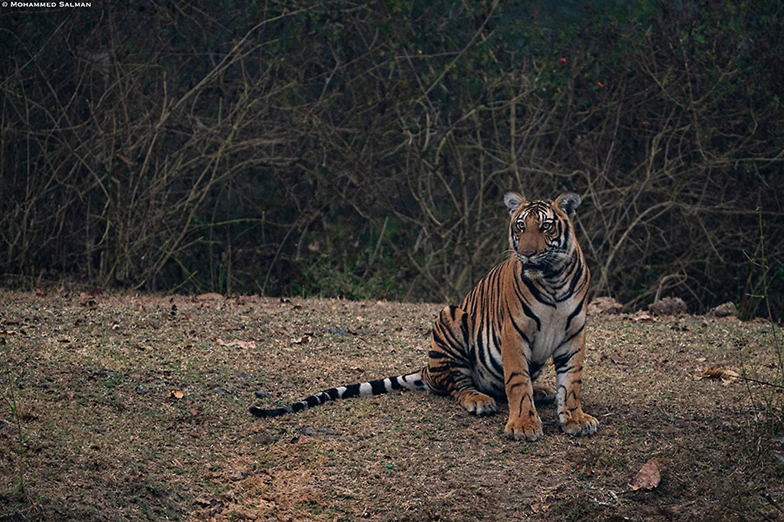 Sub-adult tiger || Kabini || Feb 2020<br />
<a href="https://www.facebook.com/MohammedSalmanPics/" rel="nofollow">https://www.facebook.com/MohammedSalmanPics/</a> Bengal tiger,Panthera tigris tigris