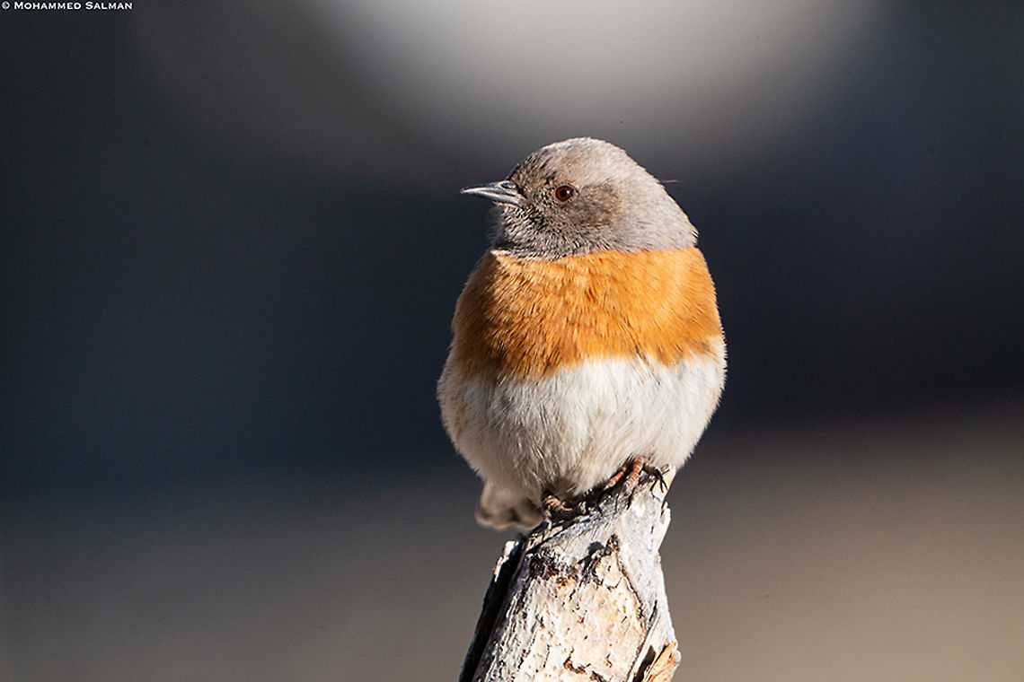 The Robin Accentor || Hemis || Feb 2020<br />
<a href="https://www.facebook.com/MohammedSalmanPics/" rel="nofollow">https://www.facebook.com/MohammedSalmanPics/</a> Prunella  rubeculoides,Robin accentor