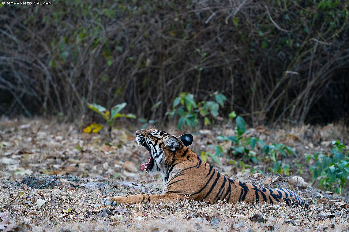 "Yawn", Tiger cub || Kabini || Feb 2020<br />
<a href="https://www.facebook.com/MohammedSalmanPics/" rel="nofollow">https://www.facebook.com/MohammedSalmanPics/</a> Bengal tiger,Panthera tigris tigris