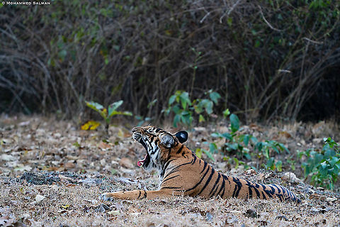 "Yawn", Tiger cub || Kabini || Feb 2020
https://www.facebook.com/MohammedSalmanPics/ Bengal tiger,Panthera tigris tigris