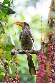 The Malabar grey hornbill || Coorg || Aug 2019
https://www.facebook.com/MohammedSalmanPics/ Malabar Grey Hornbill,Ocyceros griseus