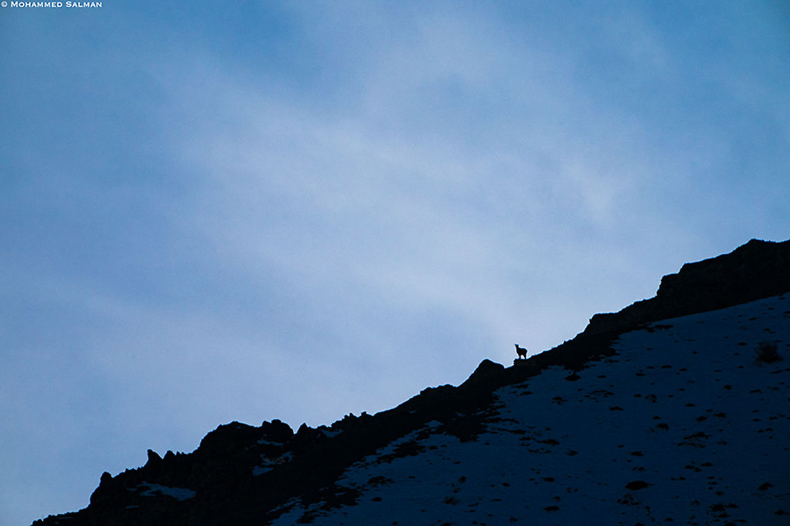 Silhouette of the Himalayan blue sheep || Hemis || Feb 2020<br />
<a href="https://www.facebook.com/MohammedSalmanPics/" rel="nofollow">https://www.facebook.com/MohammedSalmanPics/</a> Bharal (blue sheep),Pseudois nayaur