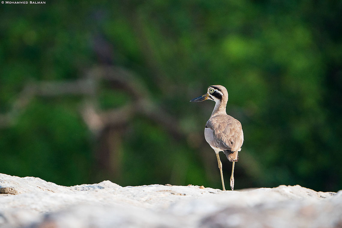 Eurasian stone-curlew || Ranganathittu || Feb 2020<br />
<a href="https://www.facebook.com/MohammedSalmanPics/" rel="nofollow">https://www.facebook.com/MohammedSalmanPics/</a> Burhinus oedicnemus,Eurasian stone-curlew