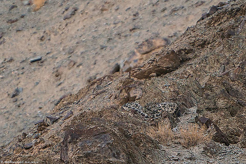 Snow leopards cuddled up || Hemis || Feb 2020
https://www.facebook.com/MohammedSalmanPics/ Panthera Uncia,Snow leopard