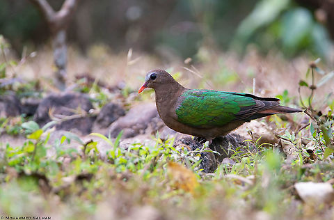 Emerald dove female || Dandeli || March 2019
https://www.facebook.com/MohammedSalmanPics/ Chalcophaps indica,Common Emerald Dove