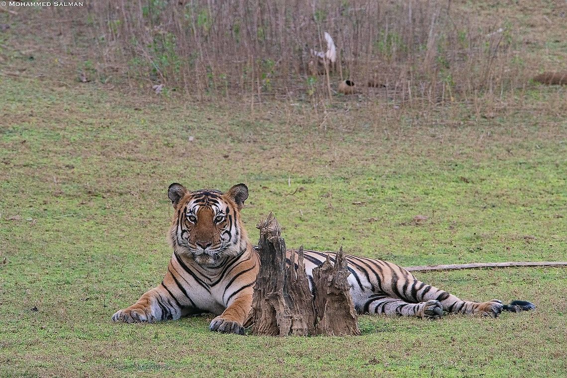The backwater male || Kabini || Jan 2020<br />
<a href="https://www.facebook.com/MohammedSalmanPics/" rel="nofollow">https://www.facebook.com/MohammedSalmanPics/</a> Bengal tiger,Panthera tigris tigris