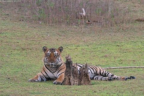 The backwater male || Kabini || Jan 2020
https://www.facebook.com/MohammedSalmanPics/ Bengal tiger,Panthera tigris tigris