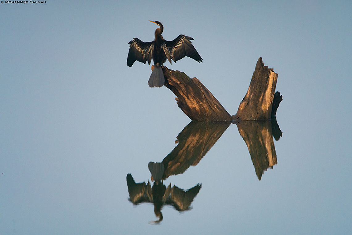 Darter reflections || Tadoba || Jan 2020<br />
<a href="https://www.facebook.com/MohammedSalmanPics/" rel="nofollow">https://www.facebook.com/MohammedSalmanPics/</a> Anhinga melanogaster,Oriental darter