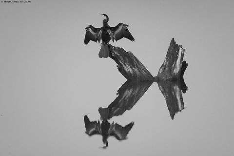 Greyscale darter reflections || Tadoba || Jan 2020
https://www.facebook.com/MohammedSalmanPics/ Anhinga melanogaster,Oriental darter