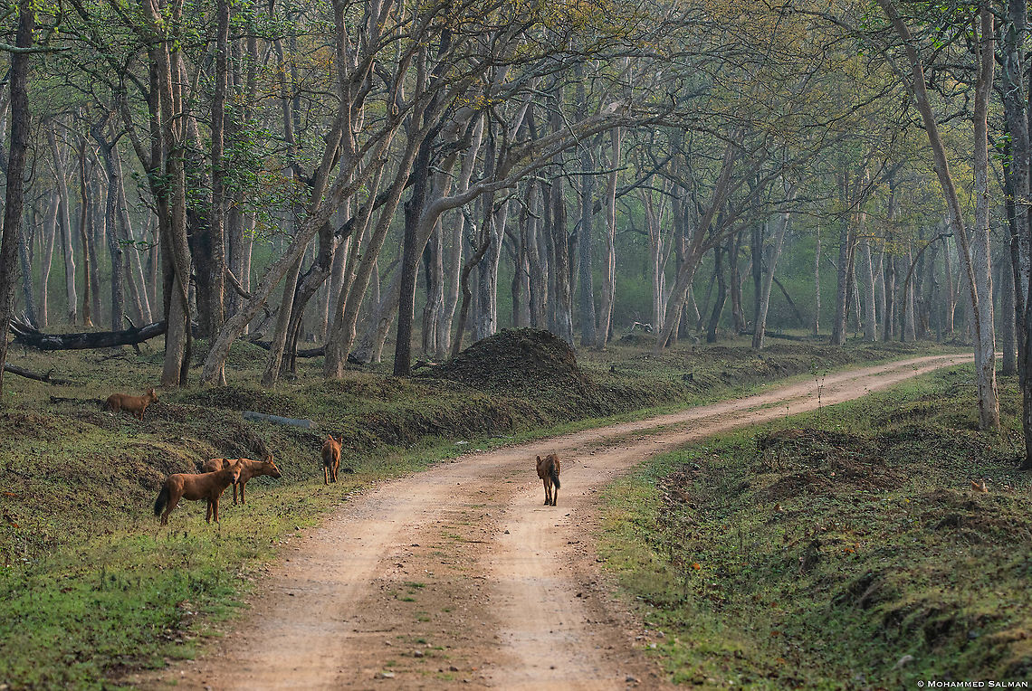 Habitat of the wild dogs || Kabini || March 2018<br />
<a href="https://www.facebook.com/MohammedSalmanPics/" rel="nofollow">https://www.facebook.com/MohammedSalmanPics/</a> Cuon alpinus,Dhole