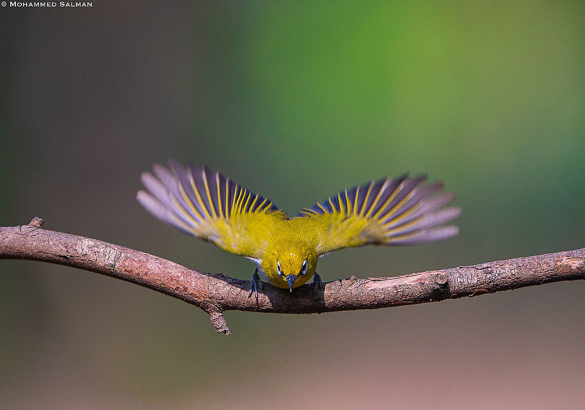 About to dive, the Oriental white-eye || Bangalore || March 2020<br />
<a href="https://www.facebook.com/MohammedSalmanPics/" rel="nofollow">https://www.facebook.com/MohammedSalmanPics/</a> Oriental White-eye,Zosterops palpebrosus